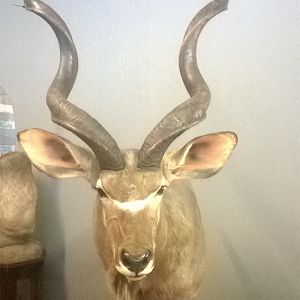 Kudu Shoulder Mount Taxidermy