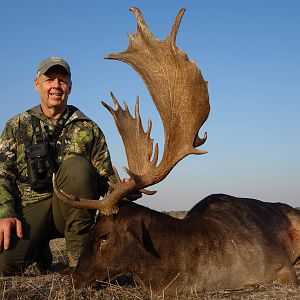 Fallow Deer Hunting Romania