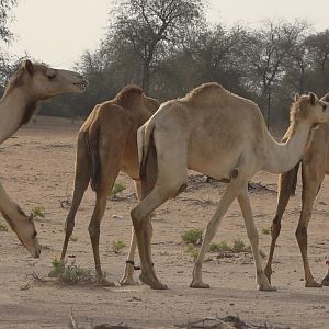 Camels United Arab Emirates