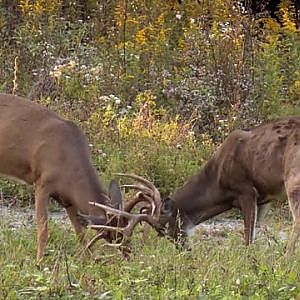 Whitetail Deer