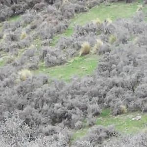 Wallaby Hunting New Zealand