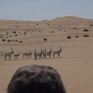 Bow Hunt Arabian Oryx in United Arab Emirates