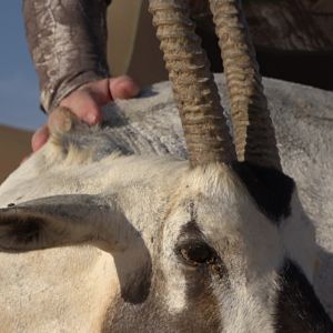 United Arab Emirates Bow Hunting Arabian Oryx