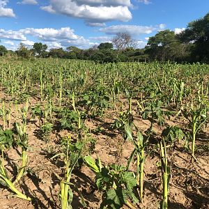 Damage done to maize field by Elephant