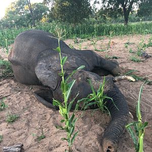 Elephant Hunting Zimbabwe