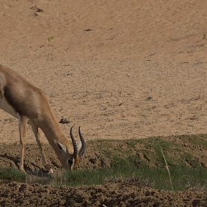 Mountain Gazelle United Arab Emirates