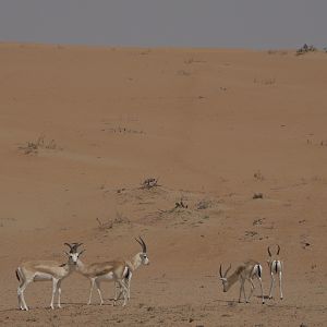 Sand Gazelle United Arab Emirates