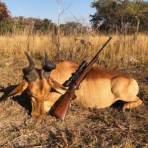 Zambia Hunt Lichtenstein's Hartebeest