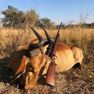 Lichtenstein's Hartebeest Hunt Zambia