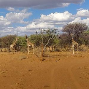 Giraffe Namibia