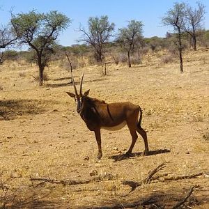 Sable Antelope Namibia