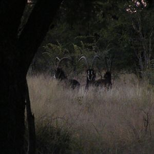 Sables at Sunset, South Africa,Thabazimbi