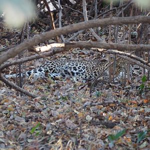 Zambia hunt - Sept 2018