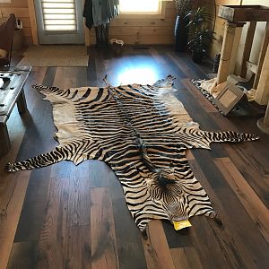 Hartmann's Mountain Zebra Rug Taxidermy