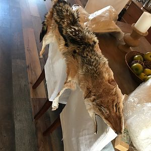 Jackal Rug Taxidermy