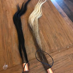 Blue & Black Wildebeest Tails Taxidermy