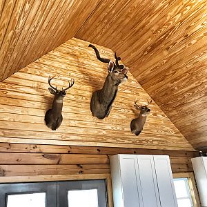 Whitetail & Kudu Shoulder Mounts Taxidermy