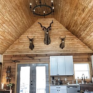 Whitetail & Kudu Shoulder Mounts Taxidermy