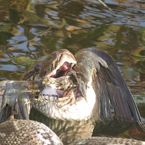 African Rock Python swallowing a bird