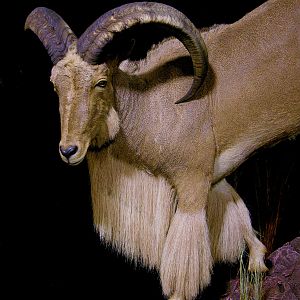 Huge Aoudad Life-size Taxidermy Full Mount