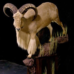 Huge Aoudad Life-size Taxidermy Full Mount