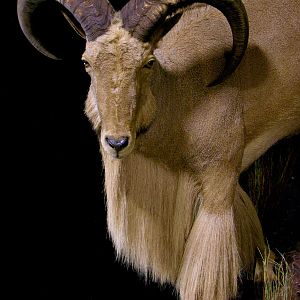 Huge Aoudad Life-size Taxidermy Full Mount