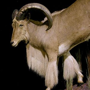 Huge Aoudad Life-size Taxidermy Full Mount