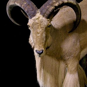 Huge Aoudad Life-size Taxidermy Full Mount