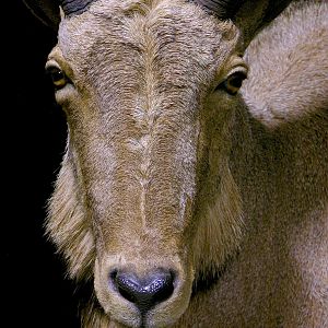 Huge Aoudad Life-size Taxidermy Full Mount