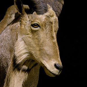 Huge Aoudad Life-size Taxidermy Full Mount