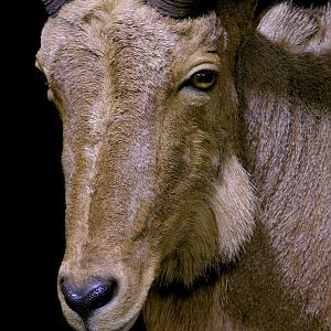 Huge Aoudad Life-size Taxidermy Full Mount