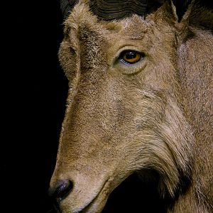 Huge Aoudad Life-size Taxidermy Full Mount