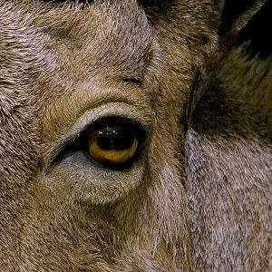 Huge Aoudad Life-size Taxidermy Full Mount