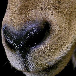 Huge Aoudad Life-size Taxidermy Full Mount