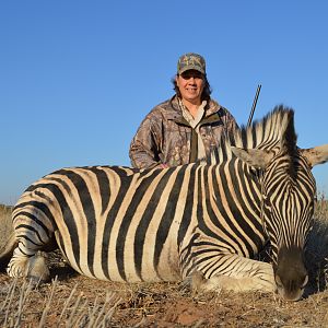 Hunt Burchell's Plain Zebra in South Africa