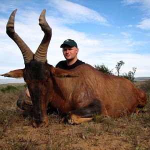 Hunting Red Hartebeest in South Africa