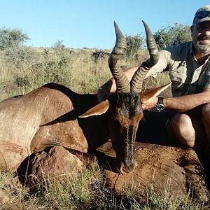 South Africa Hunting Red Hartebeest