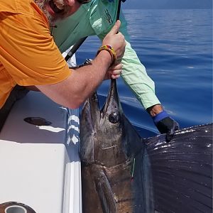 Costa Rica Fishing Sailfish