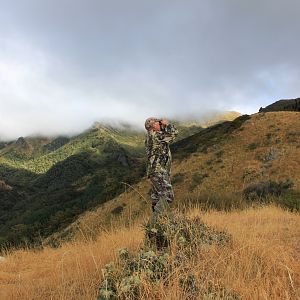 Glassing Game New Zealand