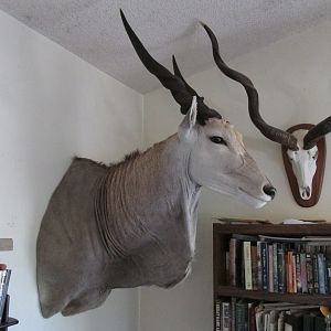 Eland Shoulder Mount & Kudu European Skull Mount Taxidermy