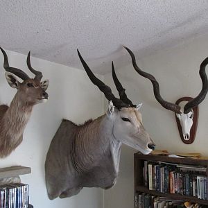 Sitatunga and Eland Shoulder Mount & Kudu European Skull Mount Taxidermy