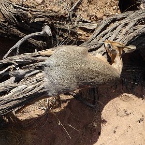 Hunt Damara Dik Dik in Namibia