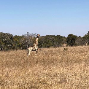 Giraffe Zambia