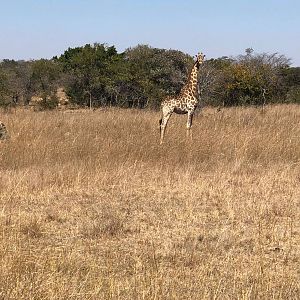 Giraffe Zambia