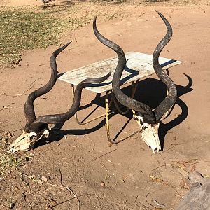 Kudu Skulls Zambia