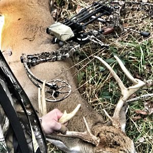 Whitetail buck northern VA