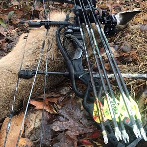 Backyard Whitetail northern VA