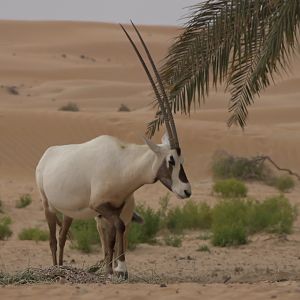 Arabian Oryx United Arab Emirates