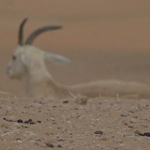 Sand Gazelle United Arab Emirates