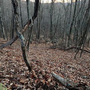 Whitetail buck WV